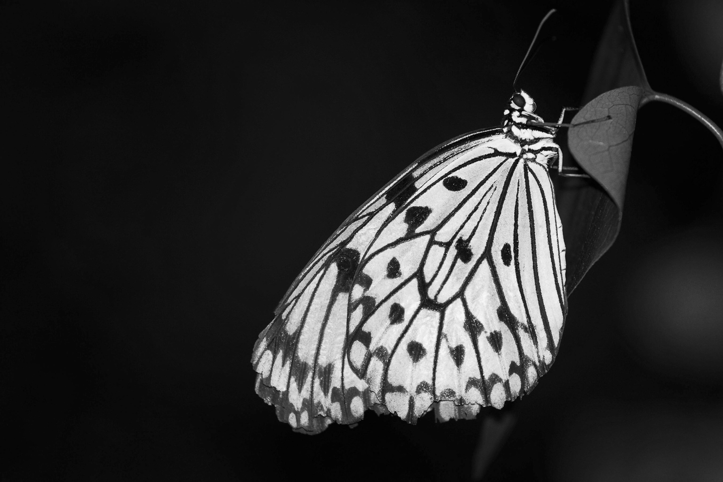 Butterfly on a Leaf