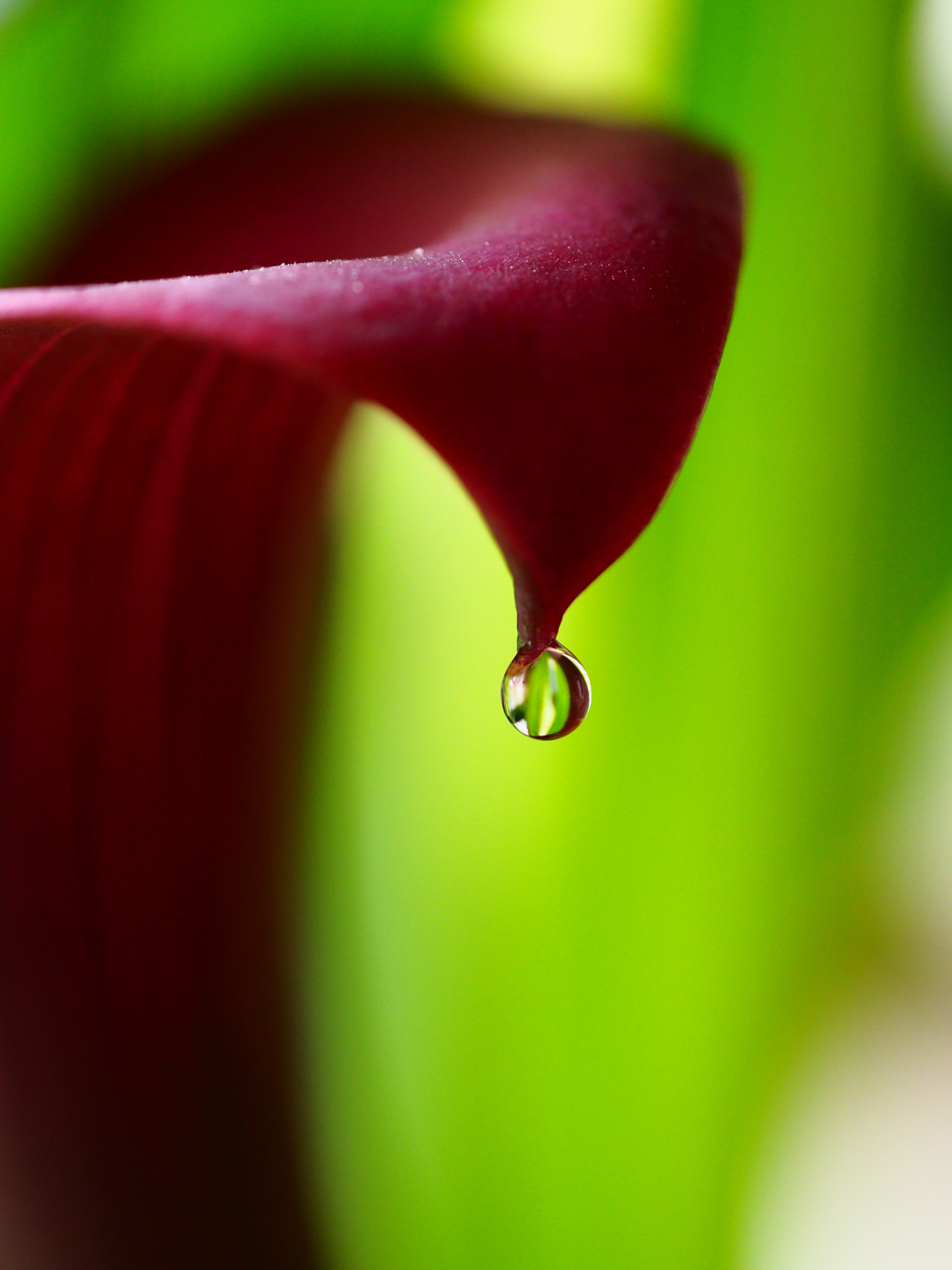 The Droplet (Colour)