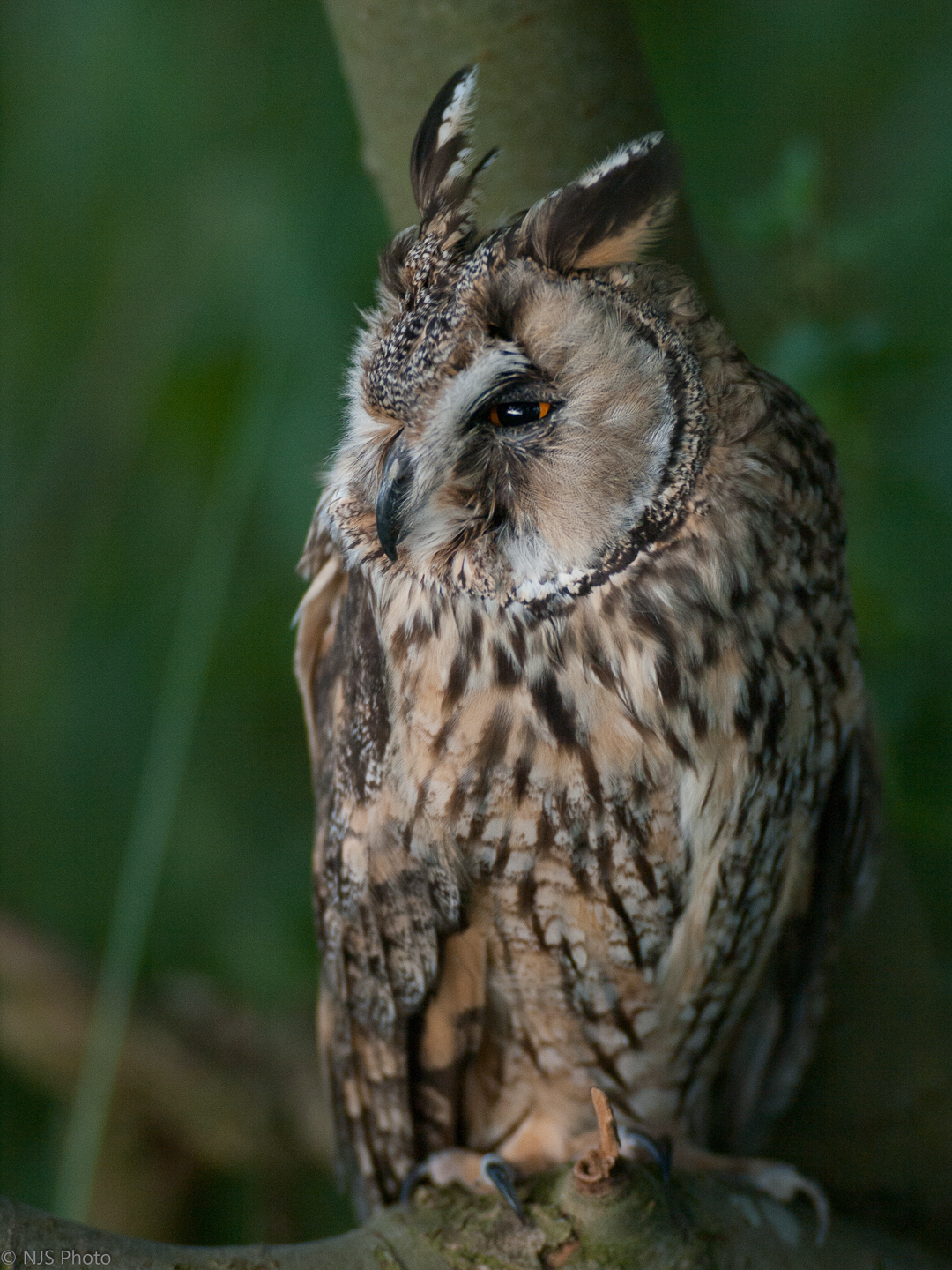 Long Eared Owl