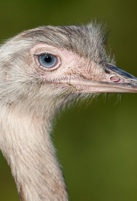 Emu